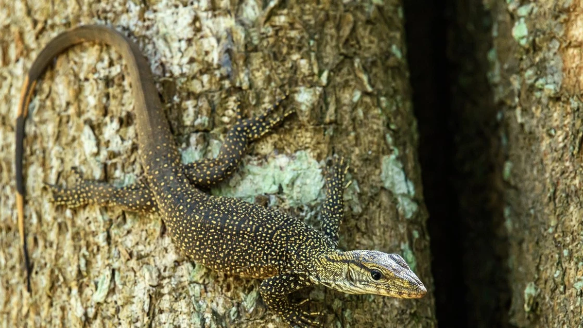 Revelando la hermosa especie de lagarto monitor que se encuentra solo en Vietnam
