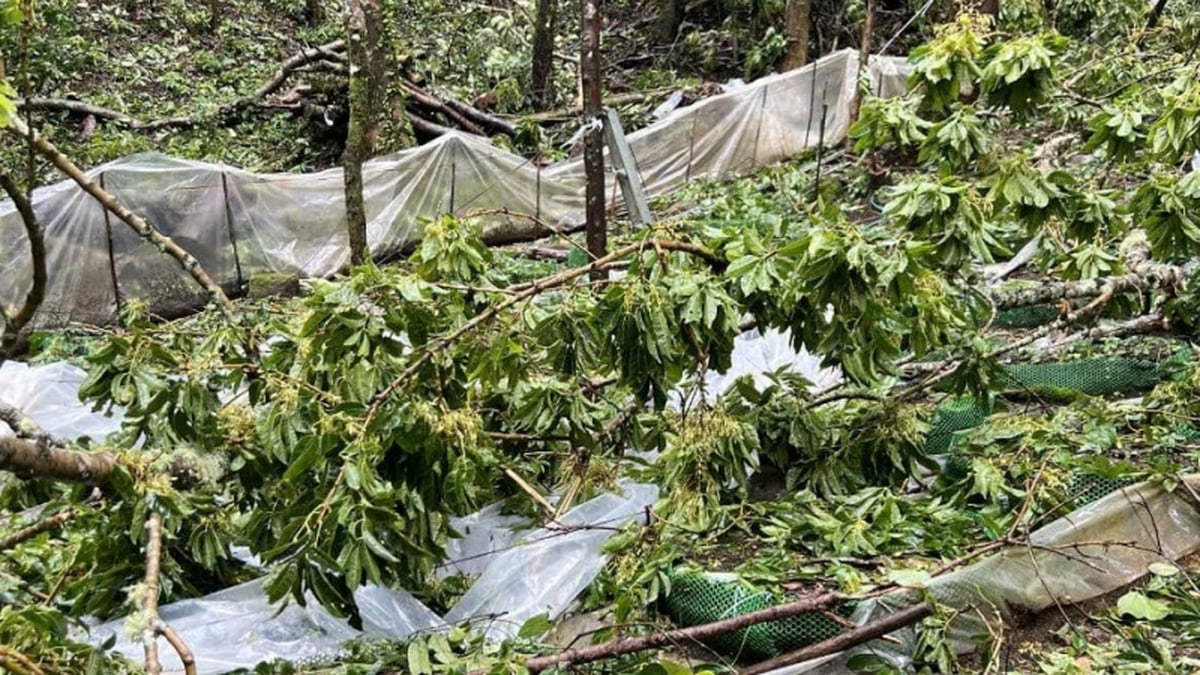 Quang Ngai: Storms damaged nearly 26,500 Ngoc Linh ginseng plants