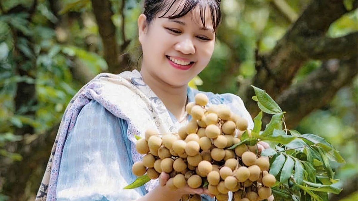 Hung Yen - saison de maturation des longanes