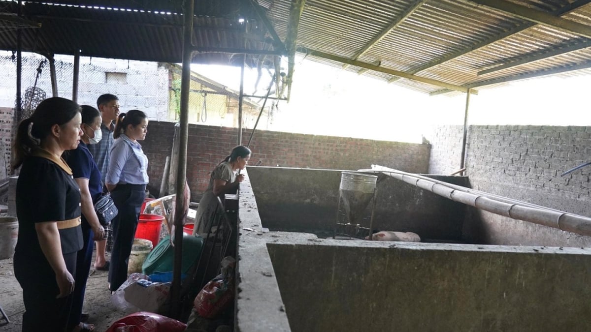 African swine fever appears in 12/25 hamlets in Nguyen Binh commune - Cao Bang Electronic Newspaper