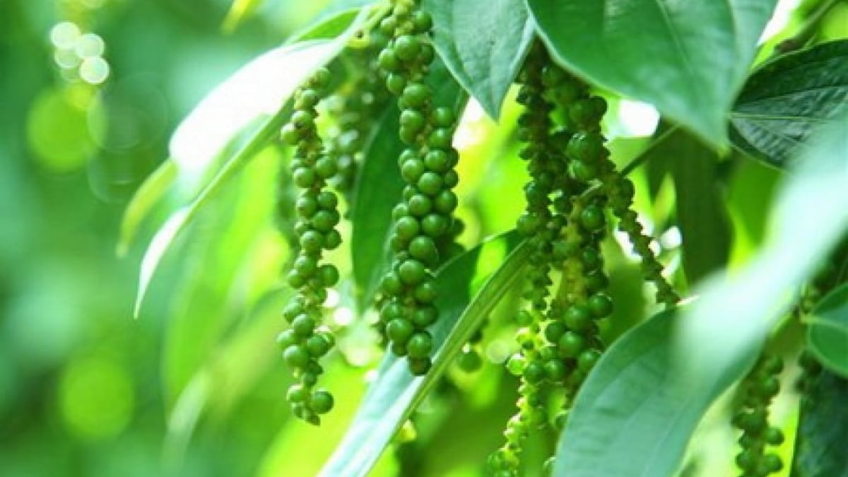 តម្លៃម្រេចថ្ងៃនេះ 8/2/2025៖ រក្សាតម្លៃមិនផ្លាស់ប្តូរ