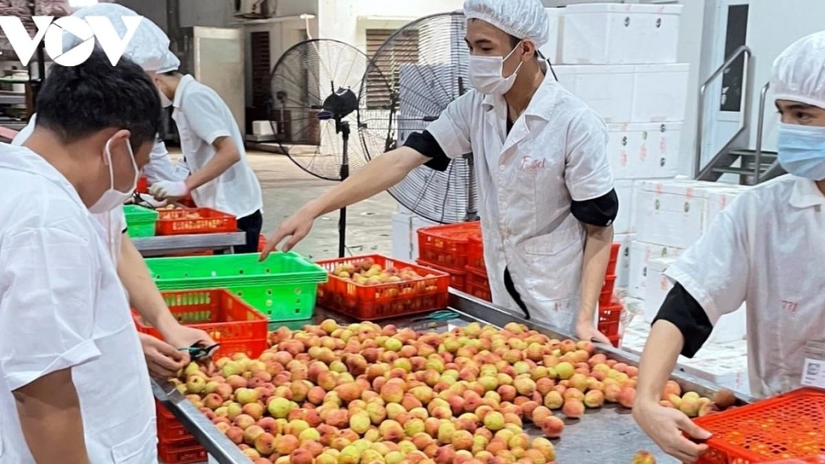 Ministry of Industry and Trade: US reciprocal tax for Vietnam is 20% - Cao Bang Electronic Newspaper