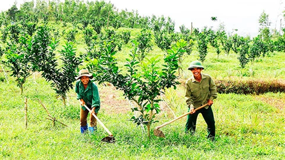ខេត្តទាំងមូលបានបំប្លែងដំណាំជាង ៩៩៥ ហិកតា។