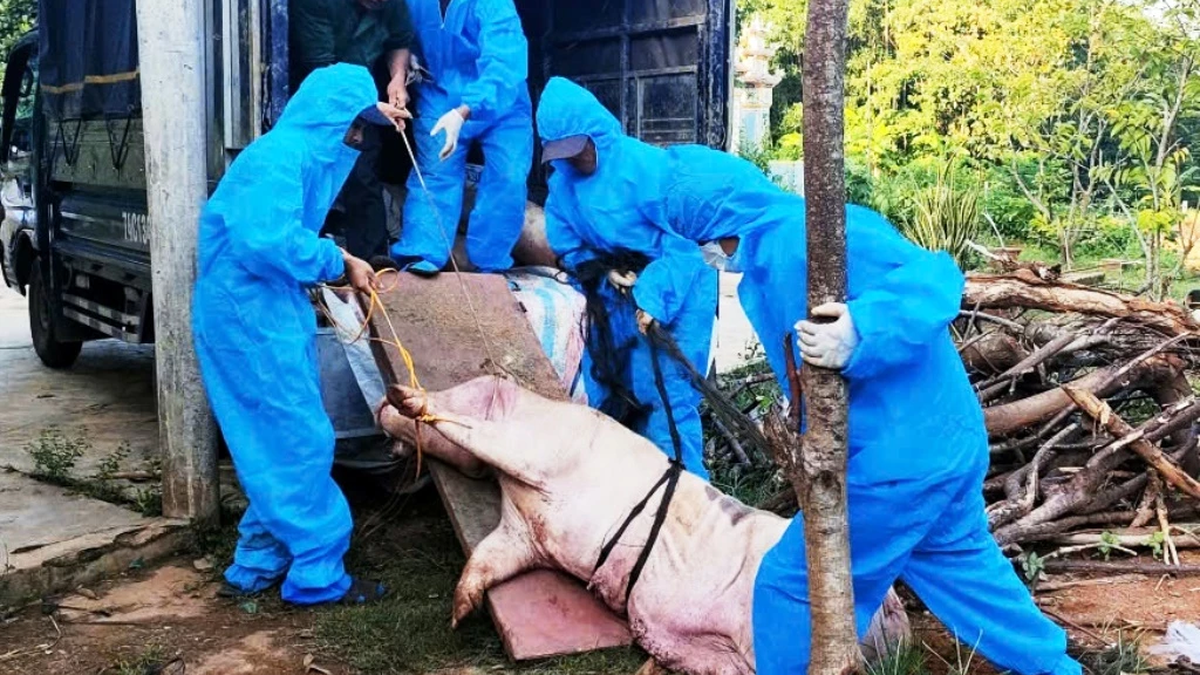 Fast 55.000 Schweine wegen der Afrikanischen Schweinepest getötet
