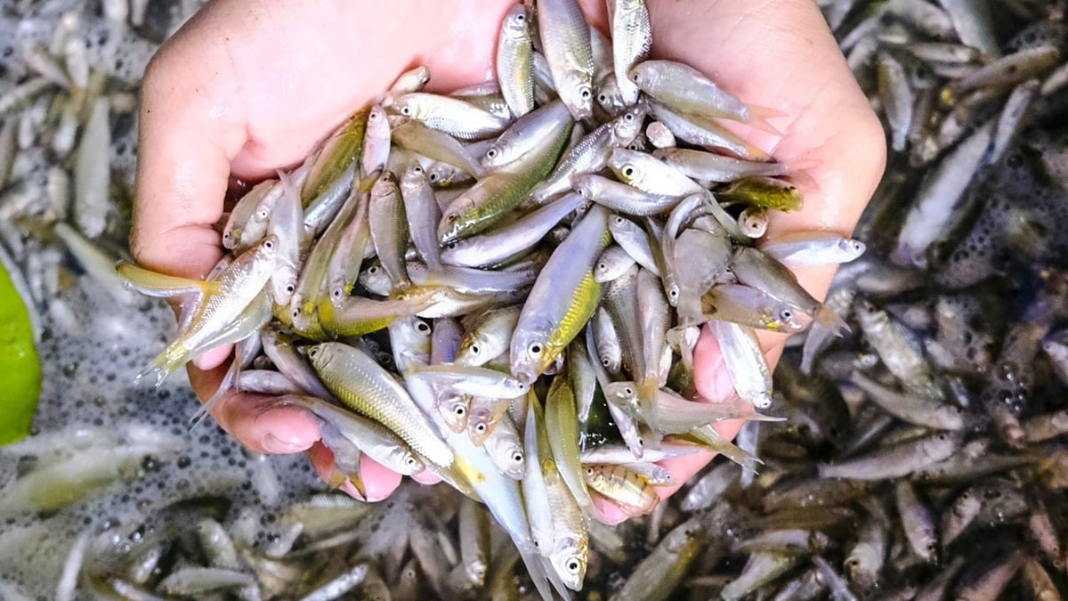 Rộn ràng mùa cá linh non tại vùng biên giới An Giang