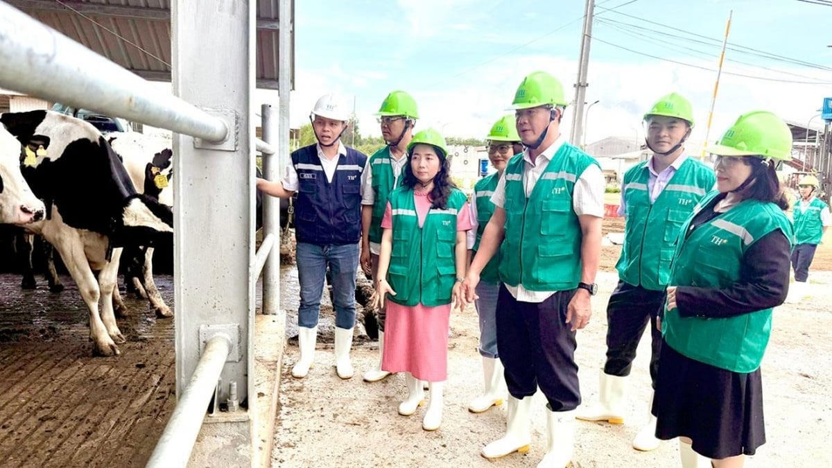 Le vice-président du Comité populaire provincial, Nguyen Thien Van, a travaillé sur le projet d'élevage laitier de haute technologie du groupe TH.