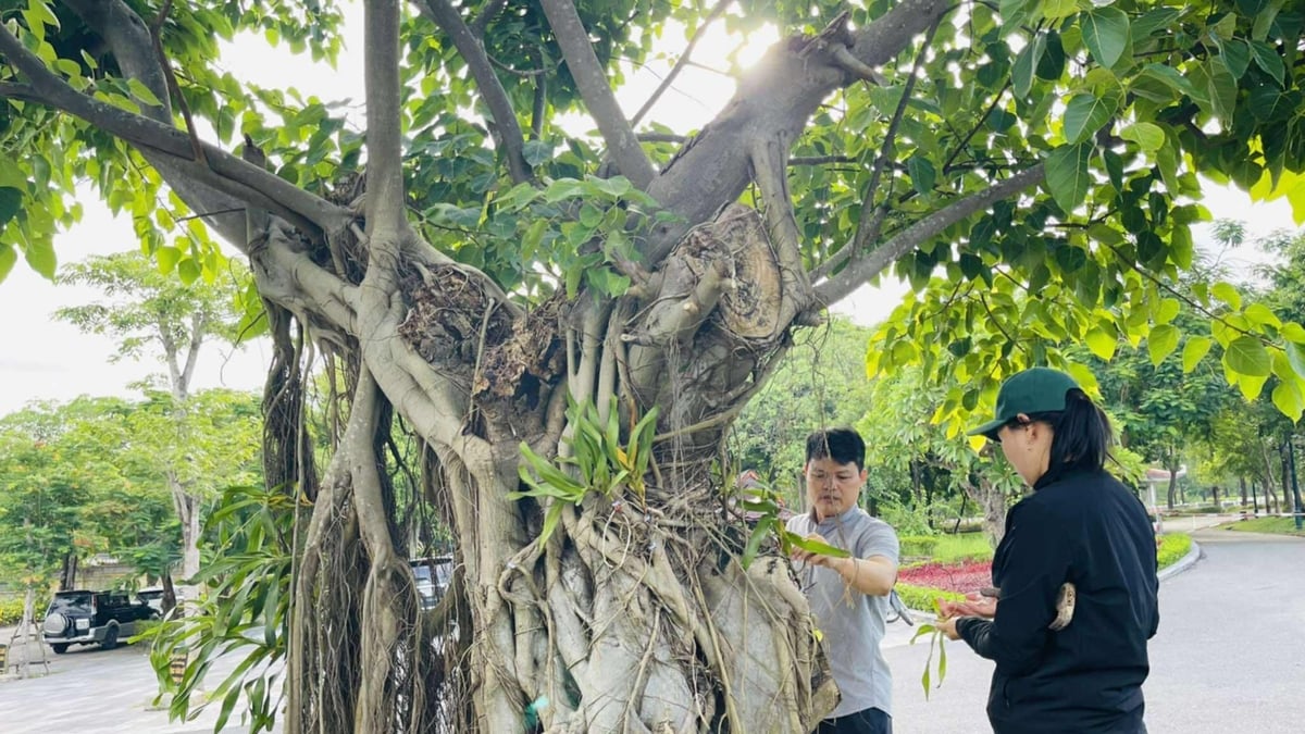 ដើម​អ័រគីដេ​រាប់​ពាន់​ដើម​ជាប់​នឹង​ដើម​ឈើ​នៅ​ទី​បញ្ចុះ​សព​ជាតិ​មាតុភូមិ​នៅ​ផ្លូវ​លេខ​៩។