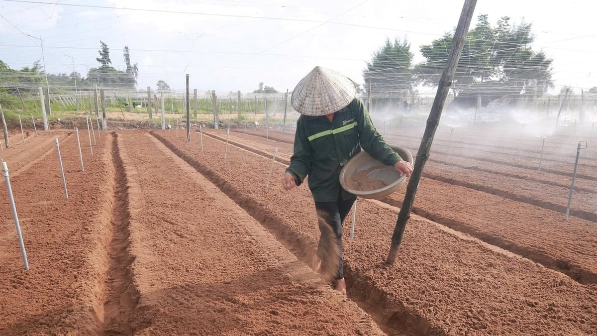 Les agriculteurs de Nghe An rétablissent d'urgence la production de légumes après les inondations