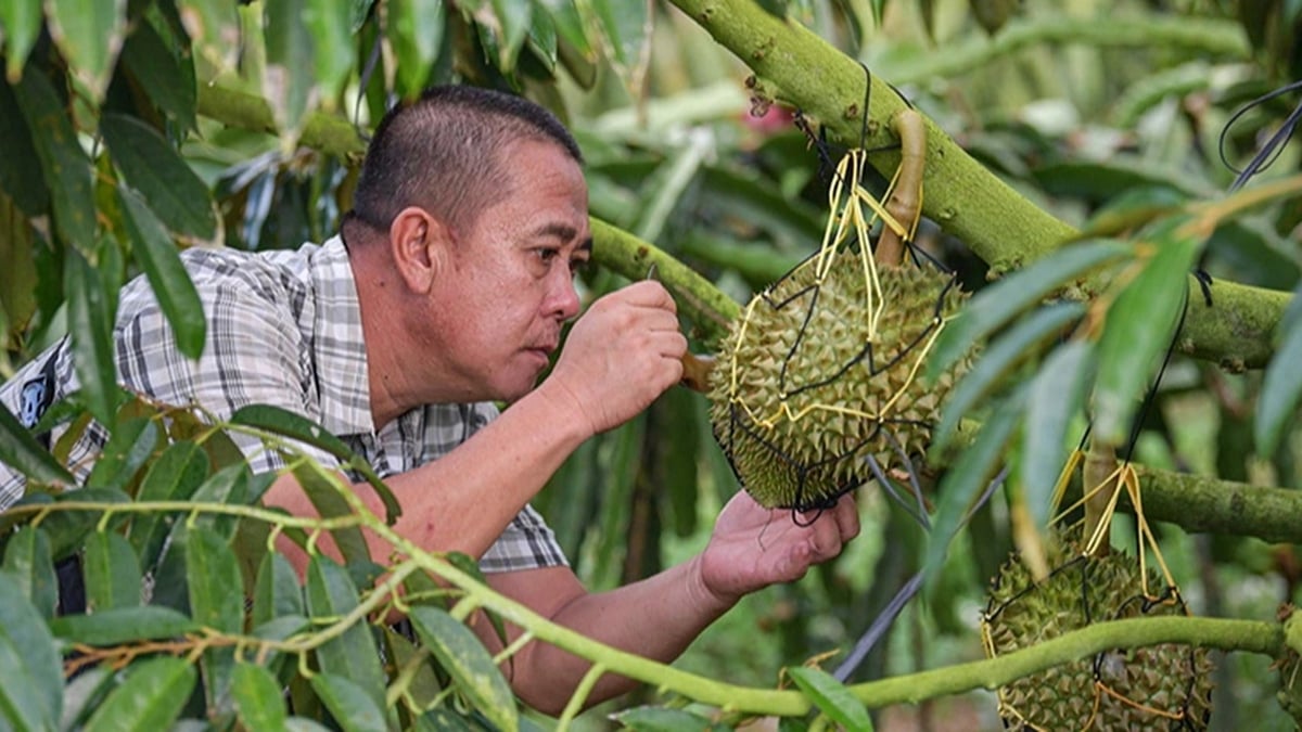 การปลูกมังกรผลไม้ให้กลายเป็นทุเรียน: ความทะเยอทะยานของจีนที่จะพึ่งพาตนเองด้านผลไม้
