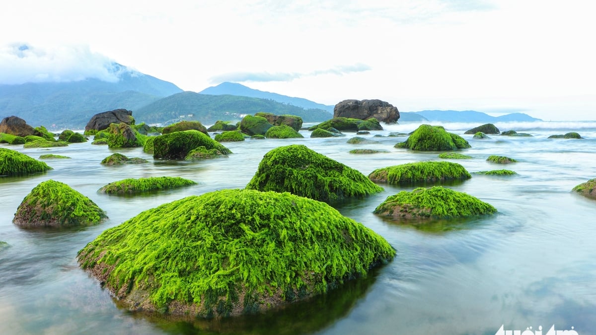 Explora el antiguo pueblo pesquero en la costa de Da Nang