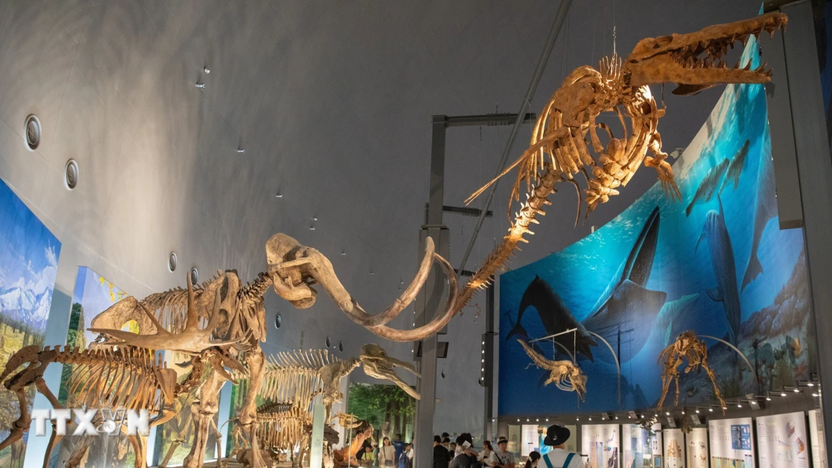Explore the prehistoric world at the Fukui Dinosaur Museum in Japan