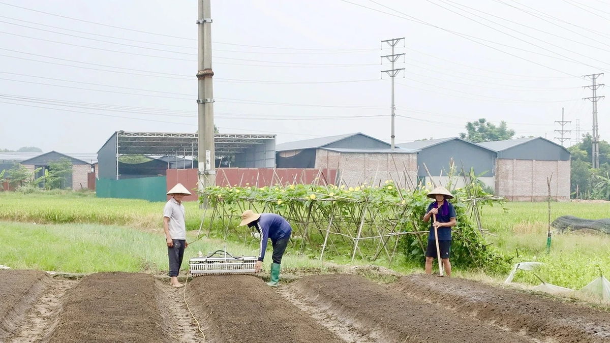 Vinh Hung Commune: Breakthrough opens new direction