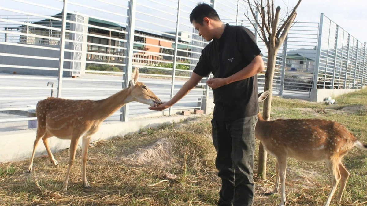 Sustainable direction for spotted deer farming model in Phu Thien