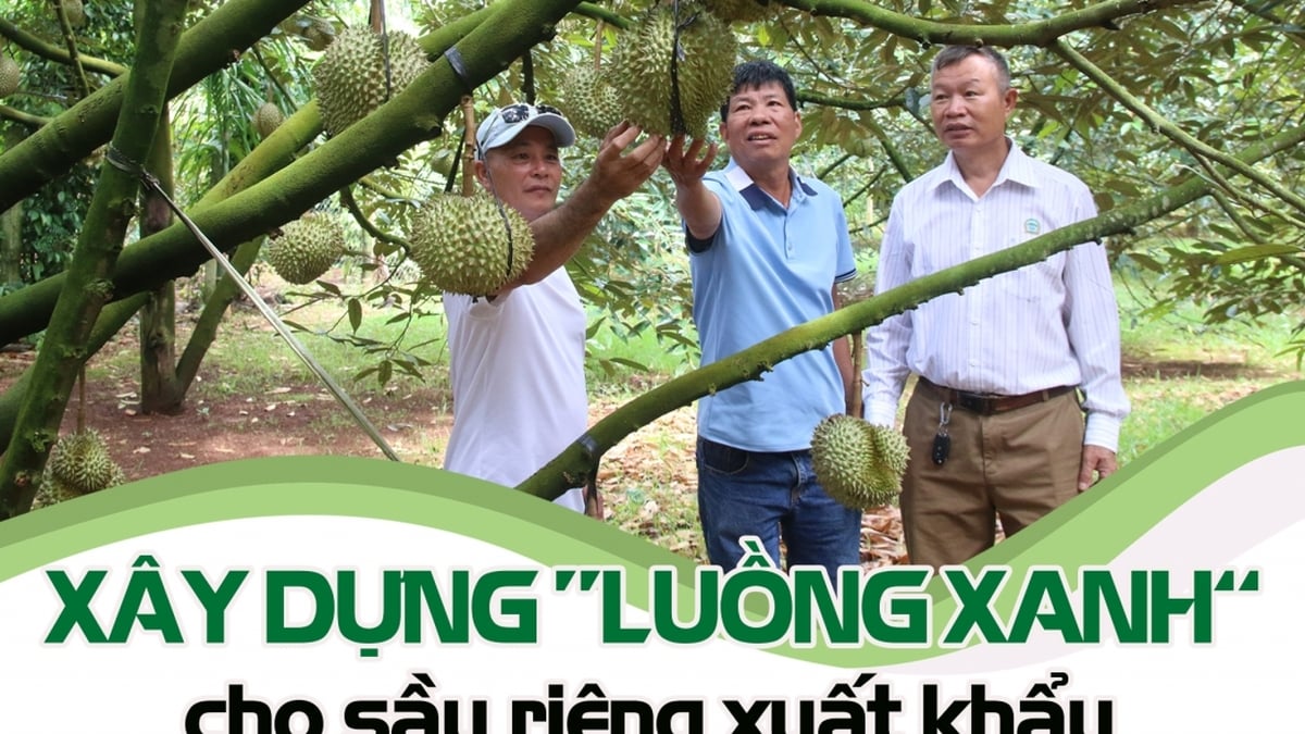 ការកសាង "ឆានែលបៃតង" សម្រាប់ការនាំចេញទុរេន