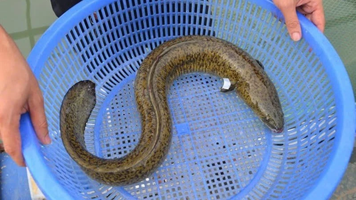 많은 환자가 바닷물고기를 먹고 시가톡신에 감염됩니다.