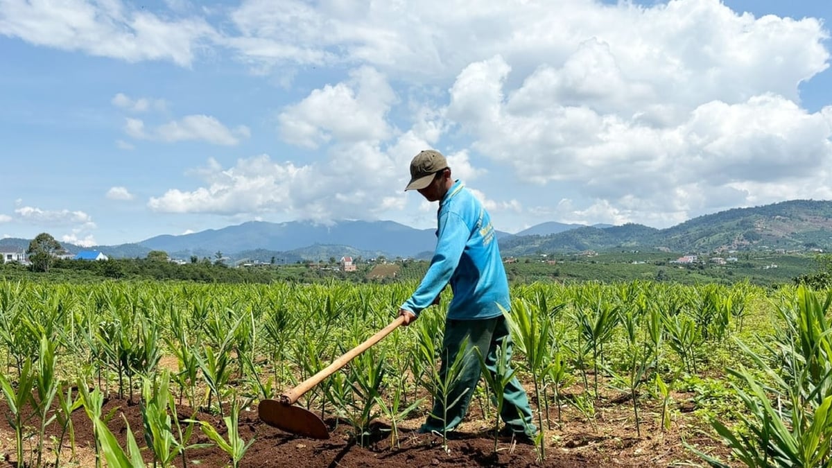 Ginger growing area for Tet