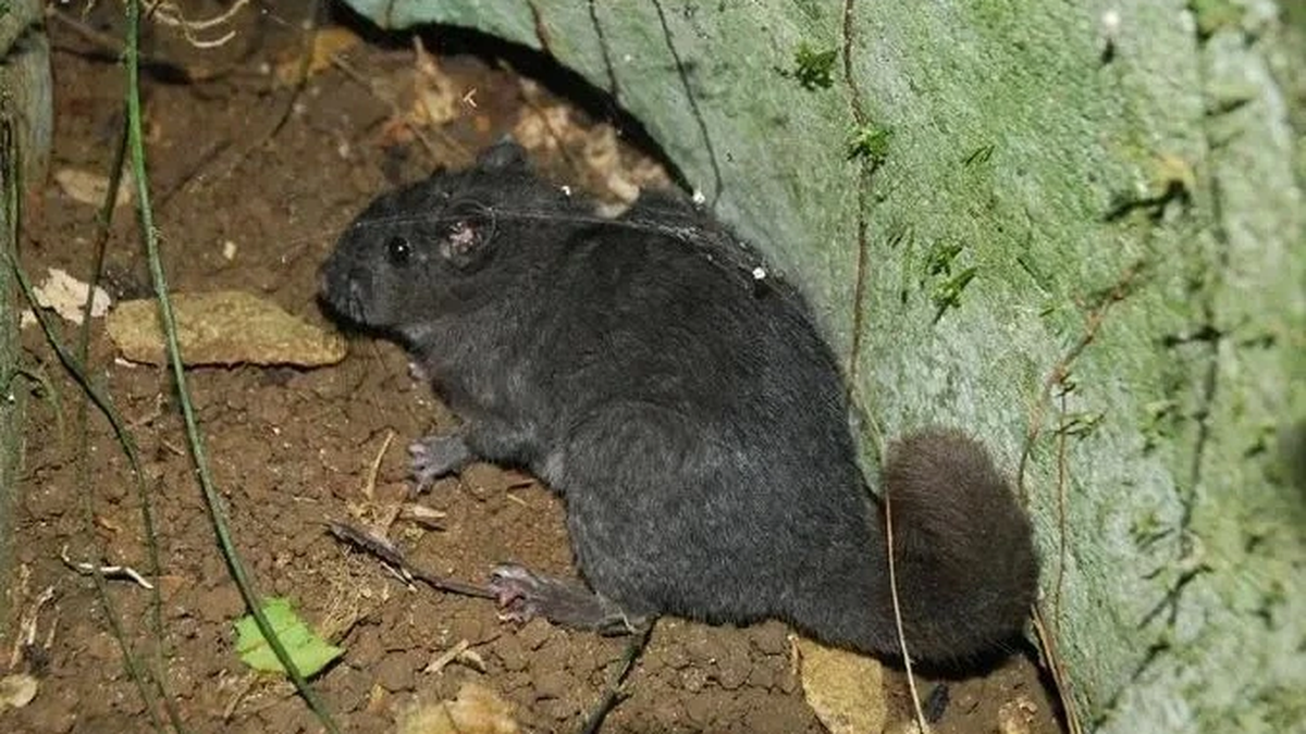 フォンニャ・ケバンで1100万年前に絶滅したネズミの種の出現を目撃