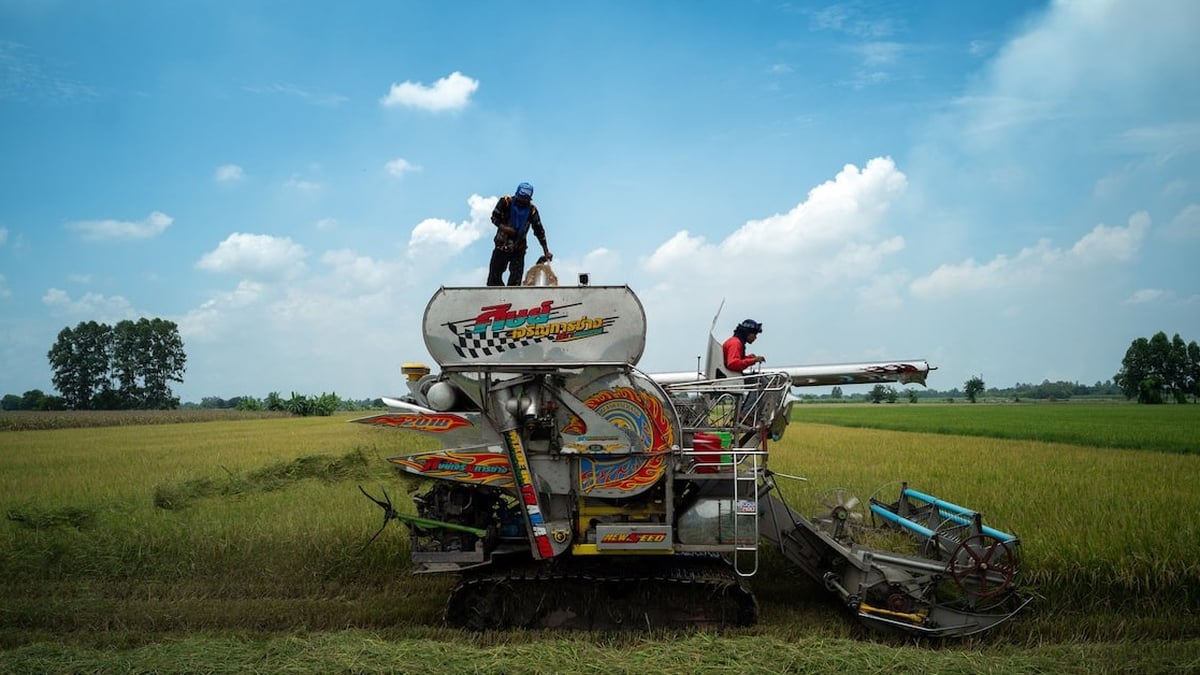 Vietnam supera a Tailandia y se convierte en el segundo mayor exportador de arroz del mundo