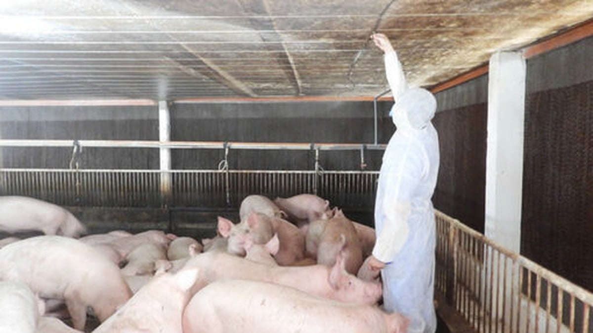 Tay Ninh: Closely monitor 2 African swine fever outbreaks that have not passed 21 days