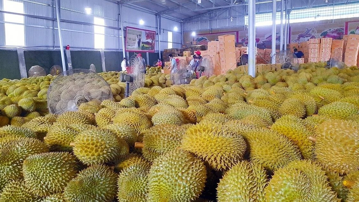 Fresh durian for export has its own food safety inspection process.