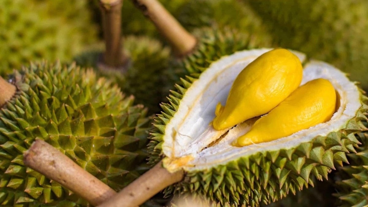 Bedingungen für den Export frischer Durian, welche neuen Anforderungen müssen die Landwirte erfüllen?