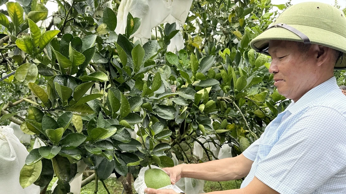 悪天候時の植物のケアに重点を置く