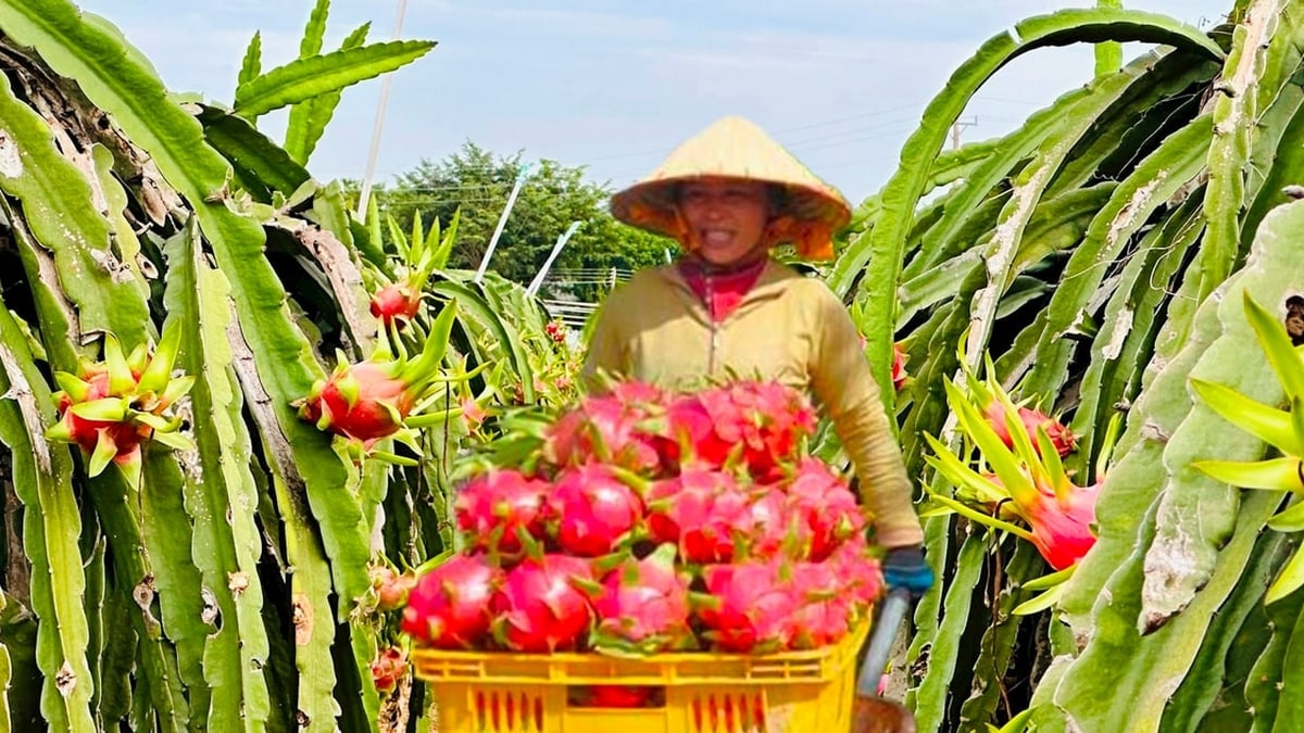 ขจัดปัญหาการรับประทานผลมังกร