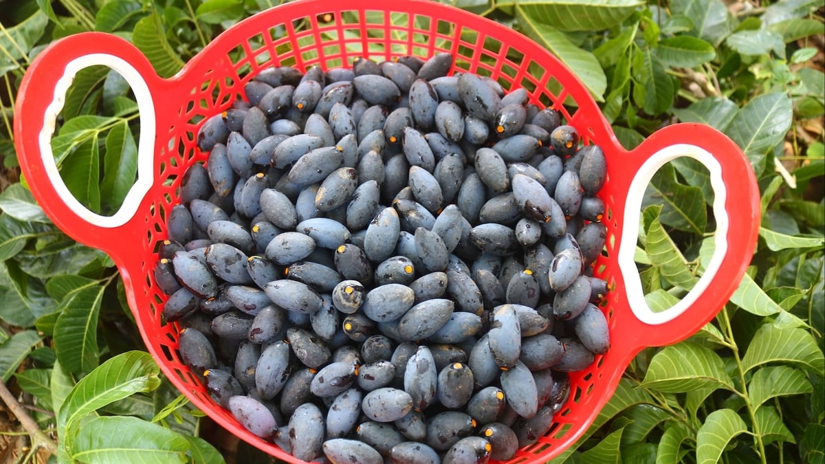 Nghe An black star apple has a good harvest and good price, but cannot be picked in time to sell.