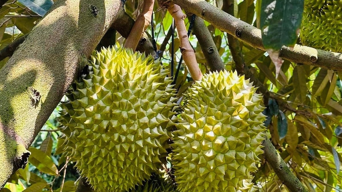 តម្លៃ​ទុរេន​ថ្ងៃ​ទី​៦ ខែ​សីហា៖ តម្លៃ​ទិញ​ច្រើន​ធ្លាក់​ចុះ ការ​នាំ​ចេញ​ប្រឈម​នឹង​ការ​លំបាក