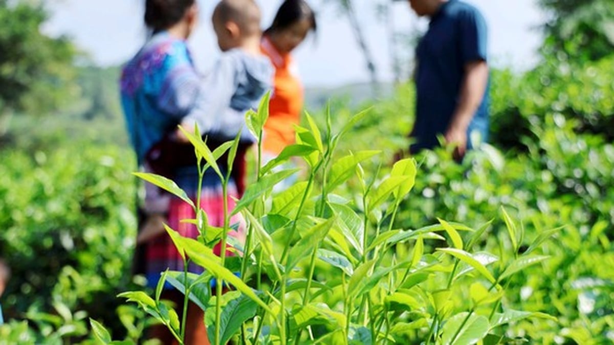 Gemeinde Ban Lau: Erweiterung der Anbaufläche für landwirtschaftliche Produkte