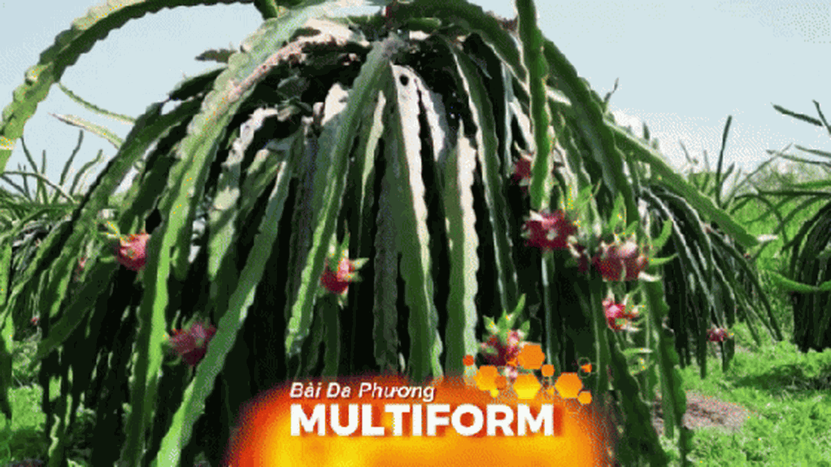 Vietnamese agricultural products determined to overcome barriers to affirm their position in the international market