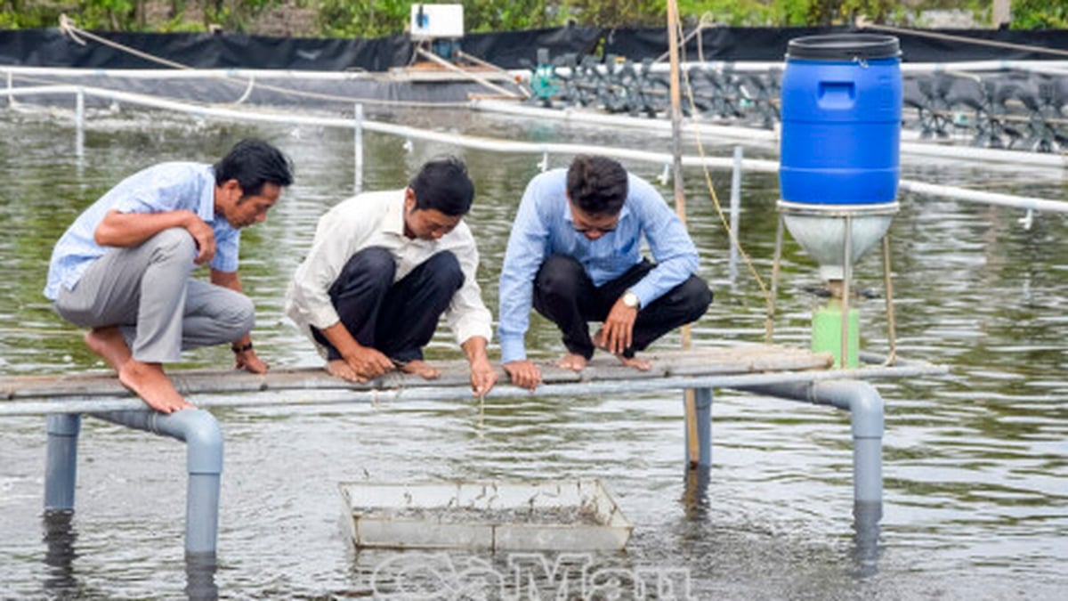 Nguyen Viet Khai - Greening saline land, developing sustainable aquaculture
