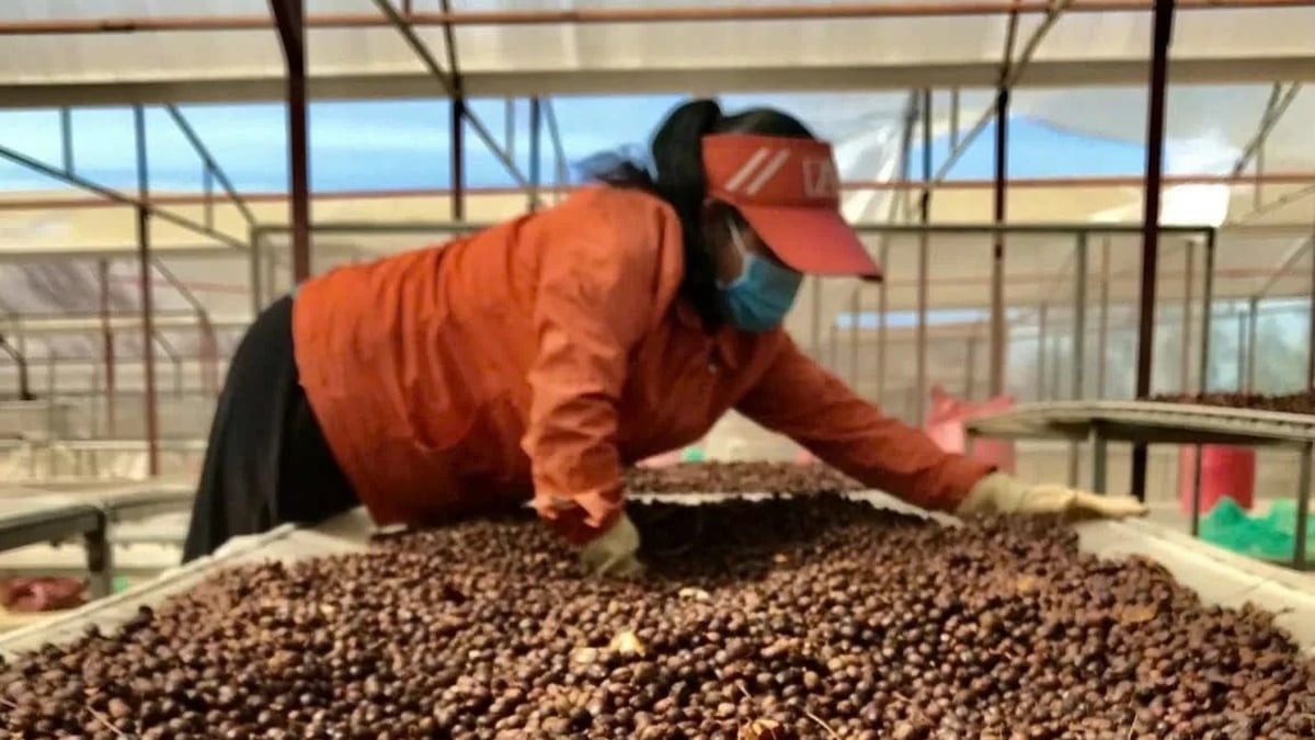 Coffee price today August 6, 2025: Strong increase to over 100 thousand VND