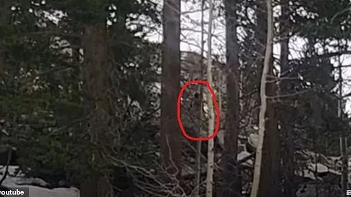 빅풋으로 추정되는 충격적인 영상, 네티즌들 열광적으로 검색
