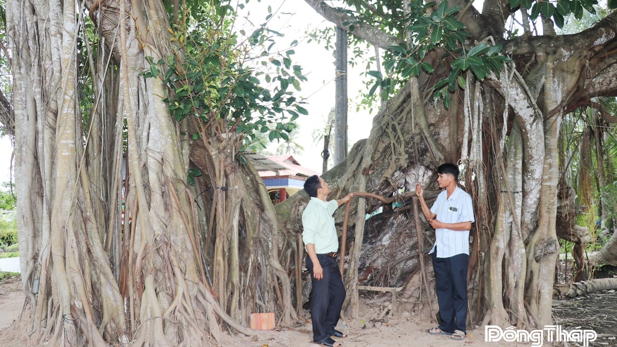 Dong Thap : Préserver les arbres patrimoniaux dans un contexte de vie moderne