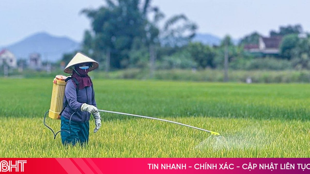សត្វល្អិត និងជំងឺលើស្រូវរដូវក្ដៅ-រដូវស្លឹកឈើជ្រុះ ទីក្រុង Ha Tinh ត្រូវទប់ស្កាត់ និងគ្រប់គ្រងជាបន្ទាន់