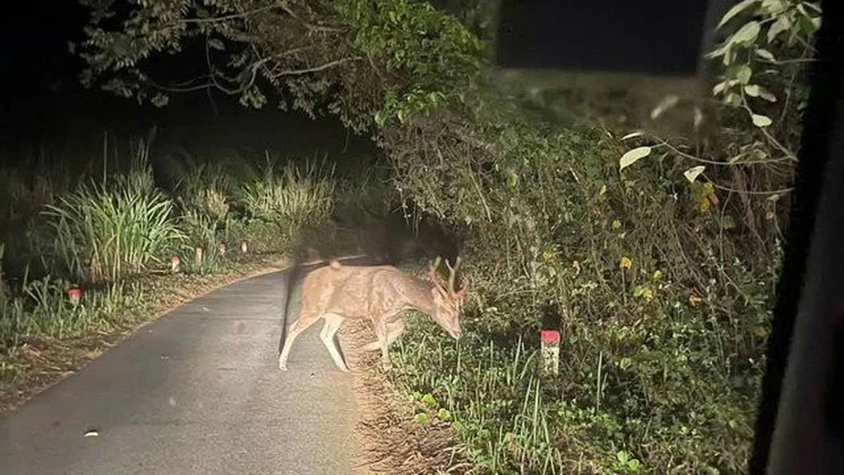 Ca Tong deer continuously appear in Chu Mom Ray National Park