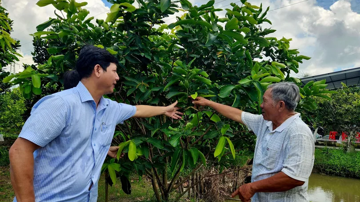 ថ្នាក់ដឹកនាំវួដ Cai Rang បានទៅទស្សនា និងស្ទាបស្ទង់មើលគំរូផលិតកម្មកសិកម្មមួយចំនួន។