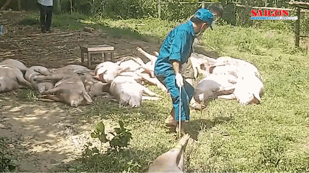 Mountainous commune in Da Nang "struggles" to fight African swine fever