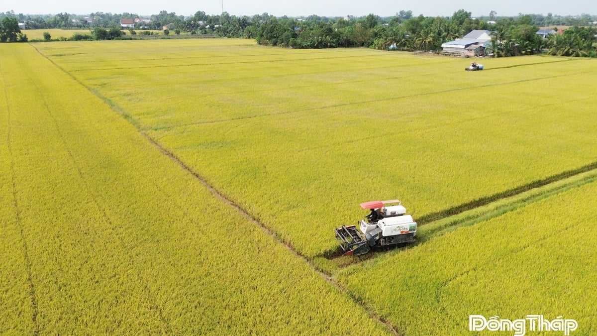ដុងថាប៖ ចាប់យកប្រសិទ្ធភាពសេដ្ឋកិច្ច និង "ទីតាំង" ទីផ្សារ ដើម្បីរៀបចំរចនាសម្ព័ន្ធកសិកម្មឡើងវិញ