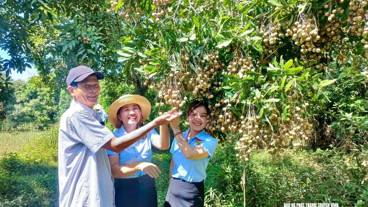 Longan តាមរដូវ ប្រជាជននៅតំបន់ភ្នំ Nghe An រកចំណូលបានរាប់លានក្នុងមួយដើម