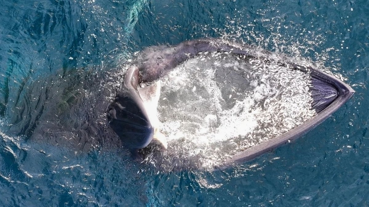 Please do not approach the whale swimming in Nha Trang Bay.