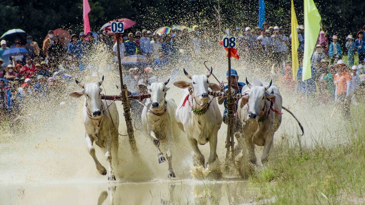 Le premier festival passionnant de courses de taureaux Bay Nui de la nouvelle province d'An Giang