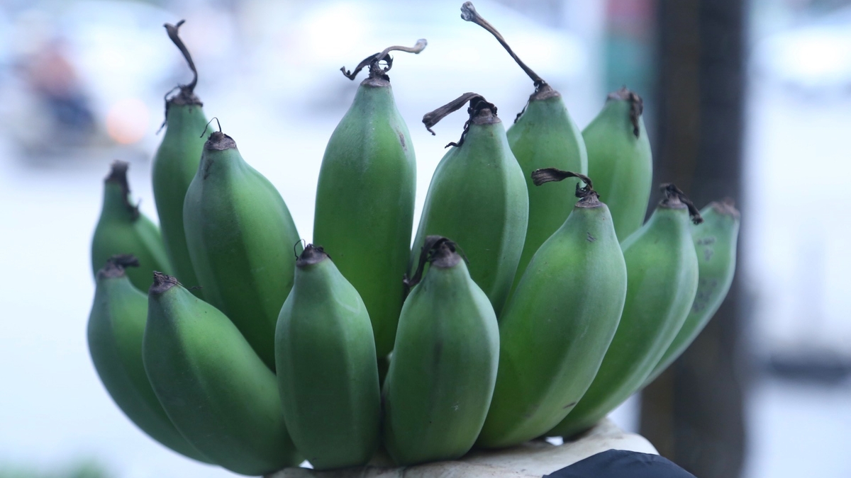 Chuối bãi bồi ven sông Hồng được mùa, giá tăng cao dịp áp Tết