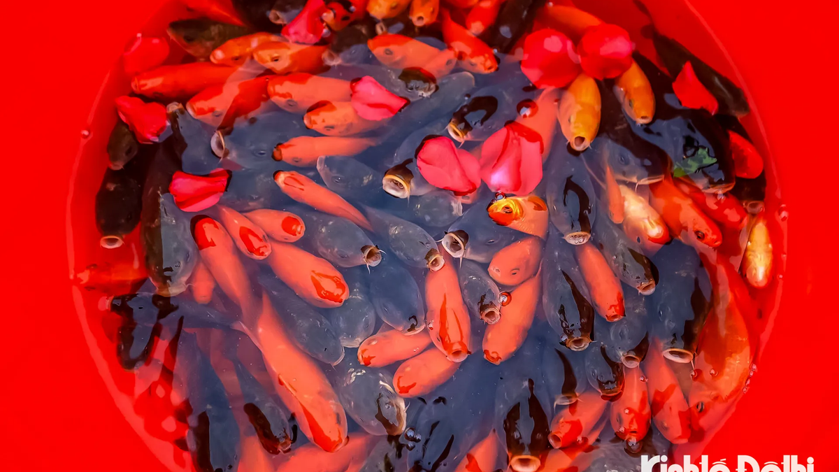 魚を放つ風習を守り続ける ― 新年への願いを込めて。