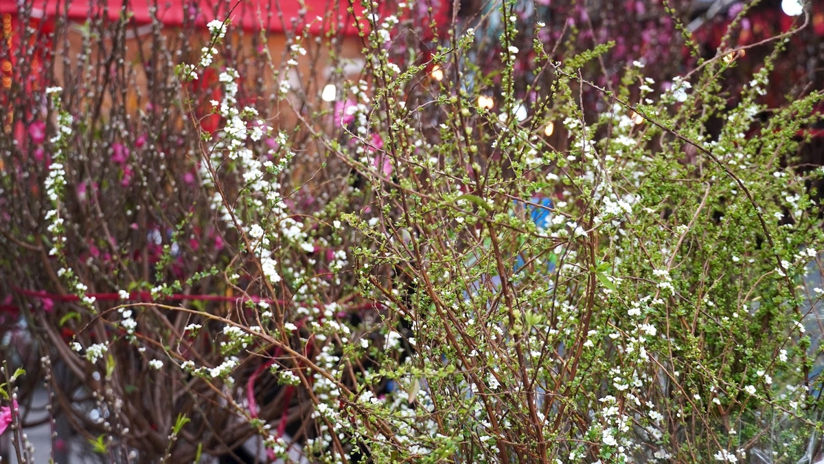 Preservando a alma da cidade através dos mercados de flores de fim de ano.