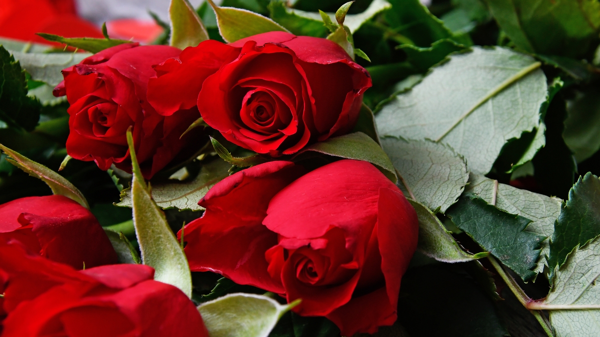 À l'approche de la Saint-Valentin et du Nouvel An lunaire, la demande de fleurs fraîches à Hanoï a légèrement diminué.