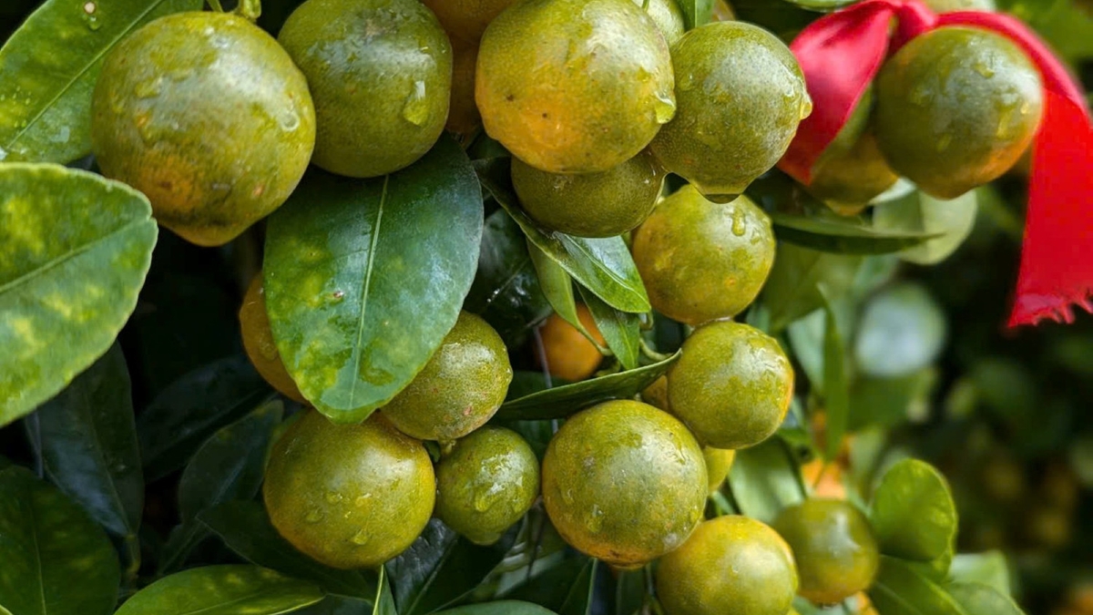 Kumquat and apricot blossoms from the flooded areas, shedding their mud, travel hundreds of kilometers to bloom amidst the landscapes of Buon Ma Thuot.