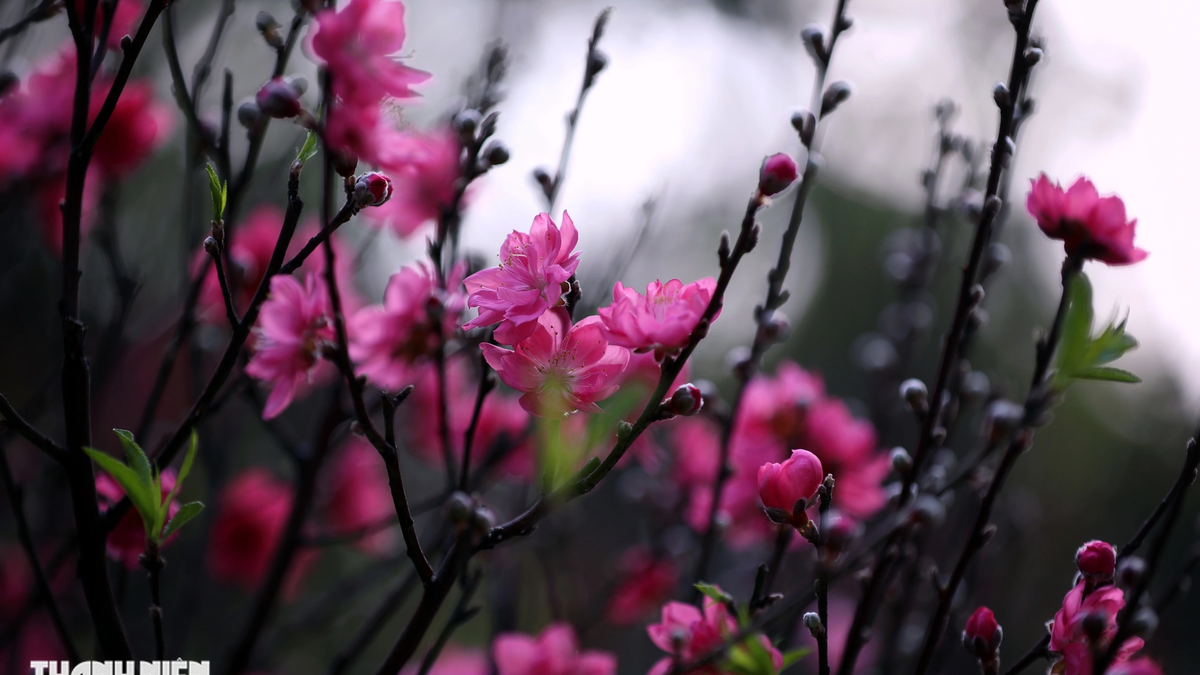 旧正月が近づくと、ミニチュアの桃の花の枝が人気になります。