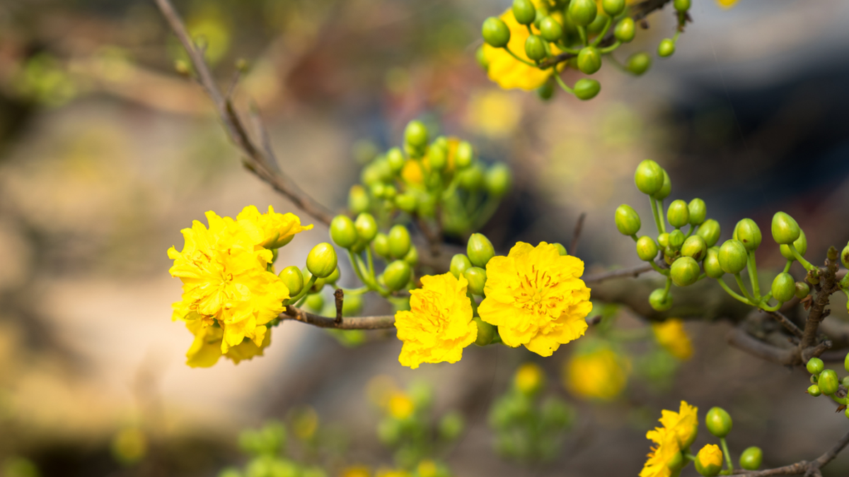 De grootste bloemenmarkt van Ho Chi Minh-stad werd op de 27e dag van het Chinese Nieuwjaar onverwacht drukbezocht.